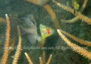「マンジュウイシモチ」　たかはしさん