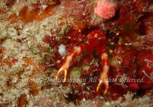 「アナモリチュウコシオリエビ」　たかはしさん