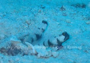 「ギンガハゼ」　ほしみさん