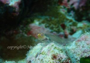 「イシガキカエルウオ」　ほしみさん