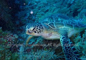 「アオウミガメ」　ほしみさん