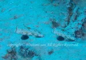 「カニハゼ」　ほしみさん