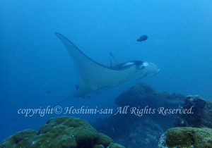 「マンタ」　ほしみさん