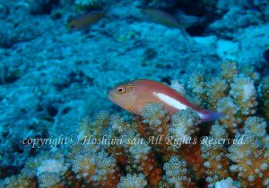 「メガネゴンベ」　ほしみさん