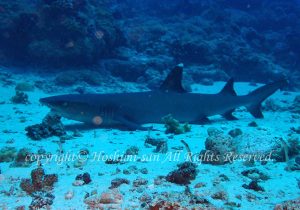 「ネムリブカ」　ほしみさん