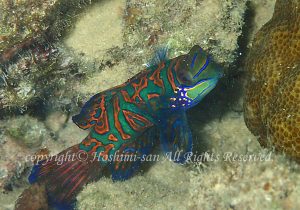 「ニシキテグリ」　ほしみさん