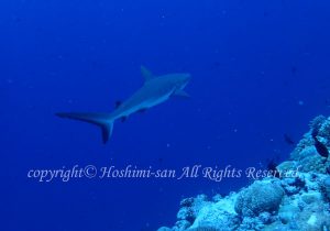 「オグロメジロザメ」　ほしみさん