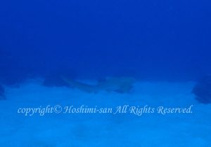 「トラフザメ」　ほしみさん