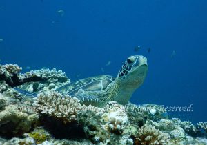 「アオウミガメ」　かげやまさん