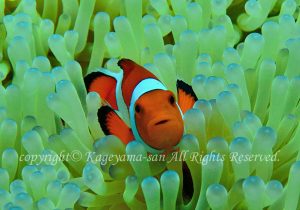 「カクレクマノミ」　かげやまさん