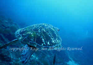 「アオウミガメ」　かげやまさん撮影