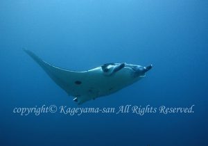 「マンタ」　かげやまさん