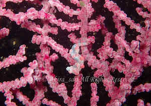 「ピグミーシーホース」　たかはしさん撮影