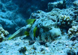 「サザナミフグ」　かげやまさん