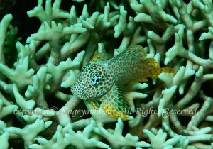 「セダカギンポ」　かげやまさん