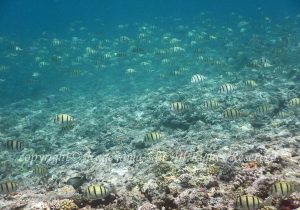 「シマハギ」　かげやまさん