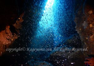 「スカシテンジクダイ」　かげやまさん