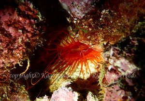 「ウコンハネガイ」　かげやまさん