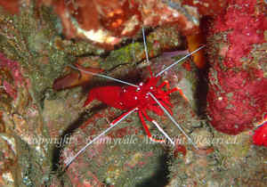 「ホワイトソックス」　たかはしさん撮影