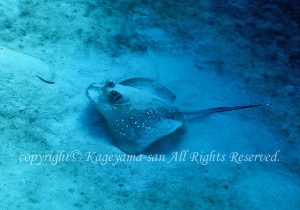 「ヤッコエイ」　かげやまさん