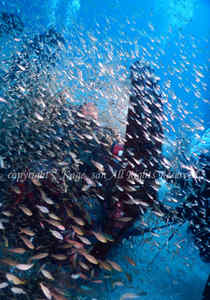 「ゼロ戦」　かげやまさん撮影