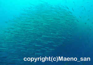 「シェベロンバラクーダ」　まえのさん撮影