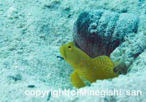 「ギンガハゼ」　みねぎしさん撮影