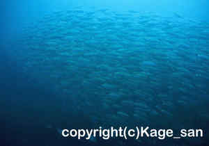 「ホソヒラアジ」　かげやまさん撮影