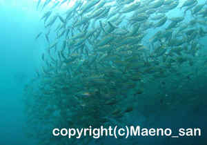 「ホソヒラアジ」　まえのさん撮影