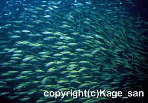 「キンセンフエダイ」　かげやまさん撮影