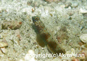 「メタリックシュリンプゴビー」　たかはしさん撮影