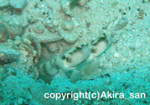 「ムラサメハゼ」　たかはしさん撮影