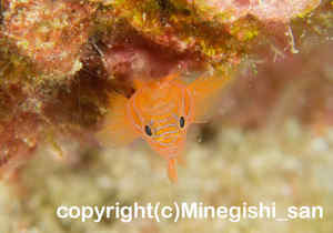「オレンジリーフゴビー」　みねぎしさん撮影