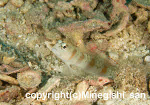 「レッドマージンシュリンプゴビー」　みねぎしさん撮影