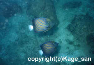 「ワヌケヤッコ」　かげやまさん撮影