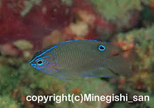 「ウエッジスポットダムゼル」　みねぎしさん撮影