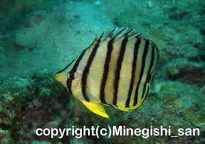 「ヤスジチョウチョウウオ」　みねぎしさん撮影