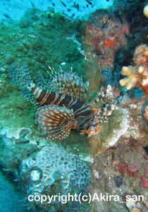 「キリンミノカサゴ」　たかはしさん撮影