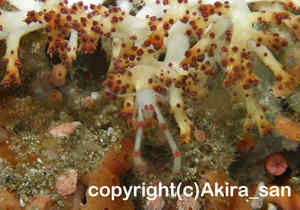 「クダヤギクモエビ」　たかはしさん撮影