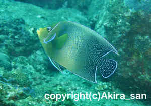 「サザナミヤッコ」　たかはしさん撮影