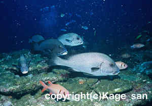 「アジアコショウダイ」　かげやまさん撮影