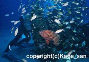 「アザハタ」　かげやまさん撮影