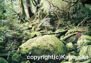 「苔むす森」　かげやまさん撮影