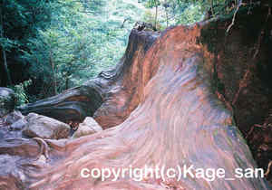 「白谷雲水峡」　かげやまさん撮影