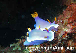 「シンデレラウミウシ」　あみさん撮影