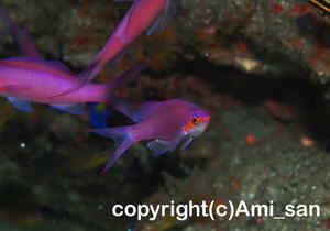 「ハナゴイ」　あみさん撮影