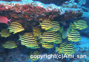 「カゴカキダイ」　あみさん撮影