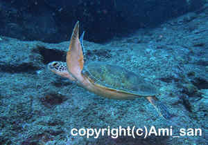 「アオウミガメ」　あみさん撮影