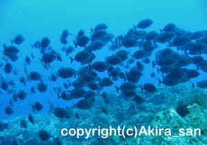 「ニザダイ」　たかはしさん撮影