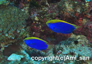 「セナキルリスズメダイ」　あみさん撮影